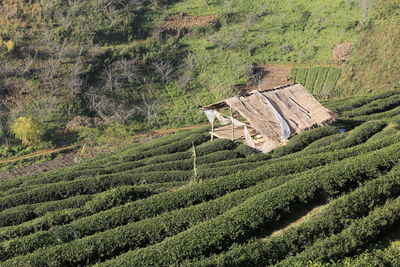 High angle view of agricultural field