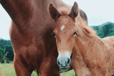 Portrait of foal with horse