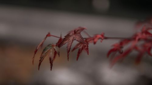 Close-up of insect on plant