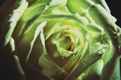Close-up of rose bud