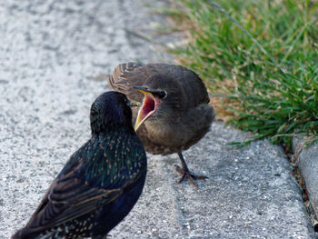 Starling mother feeding her teenage chick. 