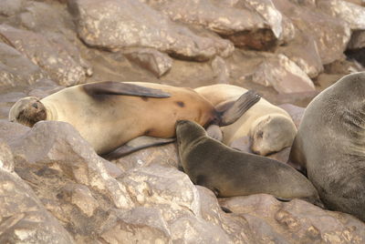 High angle view of sea lion sleeping on rocks