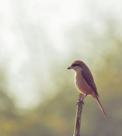 Close-up of bird perching on a tree