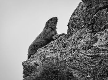 Low angle view of lizard on rock against sky