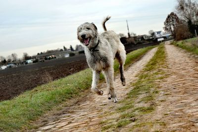 Dog walking on dirt road against sky