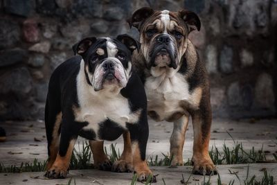 Portrait of dogs standing outdoors