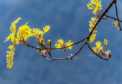 Low angle view of flowering plant against sky