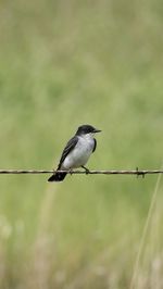 Bird perching on a wire