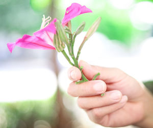 Close-up of hand holding pink flowering plant