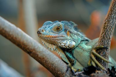 Close-up of iguana