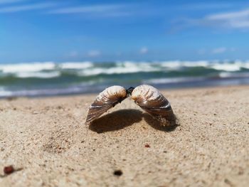 Close-up of seashell on beach