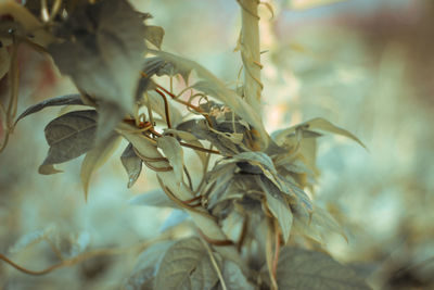 Close-up of dried leaves