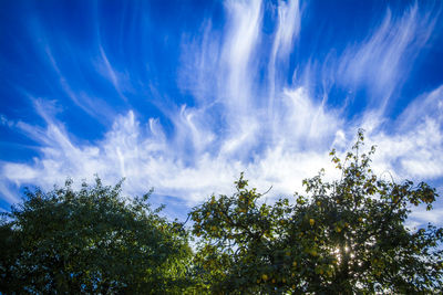 Low angle view of trees against blue sky
