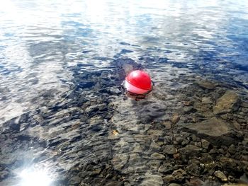 High angle view of red floating on water