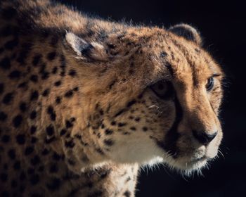 Close-up of a cat looking away