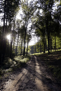 Dirt road amidst trees in forest