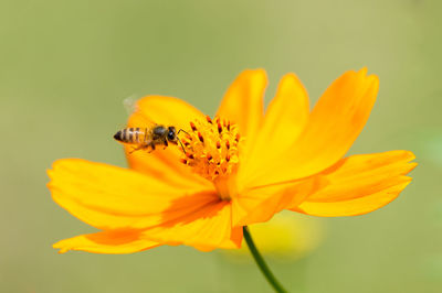 Close-up of bee pollinating on yellow flower