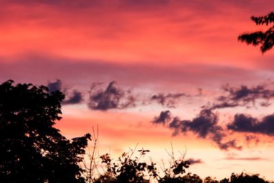 Low angle view of silhouette trees against orange sky