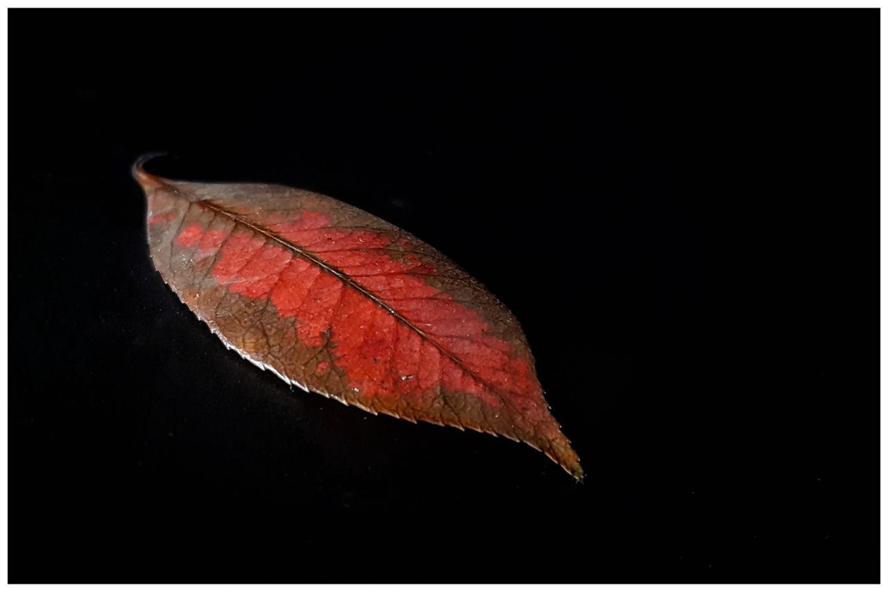 CLOSE-UP OF AUTUMN LEAVES AGAINST BLACK BACKGROUND