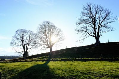Trees on field against clear sky