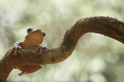 Close-up of lizard on branch