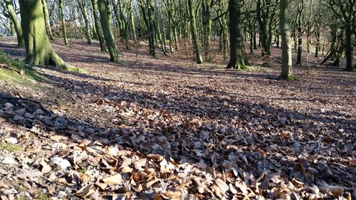 Trees in forest