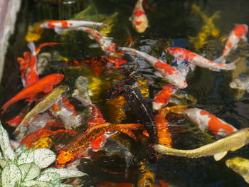 Fish swimming in pond