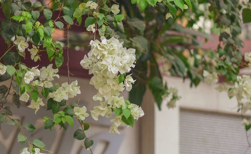 Close-up of white flowering plant