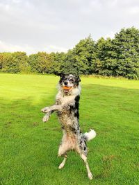 Dog on field against sky