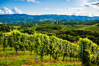 Scenic view of vineyard against sky