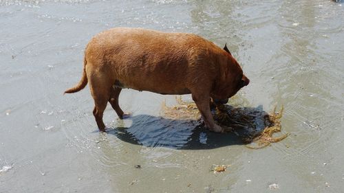 High angle view of a horse drinking water