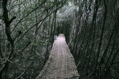 Footpath amidst trees in forest