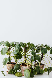 Close-up of potted plant against white background