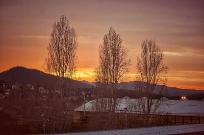 Silhouette of bare trees during sunset