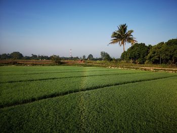 Scenic view of agricultural field against clear sky