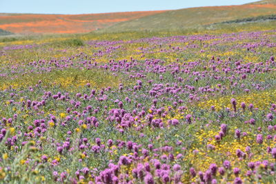 Purple flowering plants on field