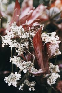 Close-up of red flowering plant