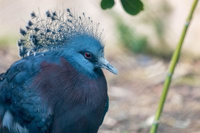 Close-up of bird looking away