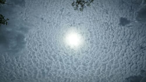 Low angle view of trees against sky during winter