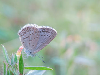 Close-up of butterfly on flower