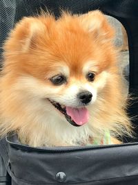 Close-up portrait of dog