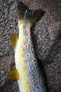 Close-up of dead fish on sandy beach