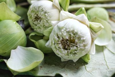 Close-up of white flowering plant