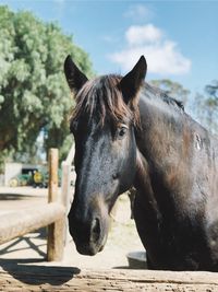 Close-up of horse in ranch