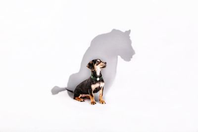 Dog against white background