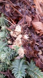 Close-up of flowers on branch