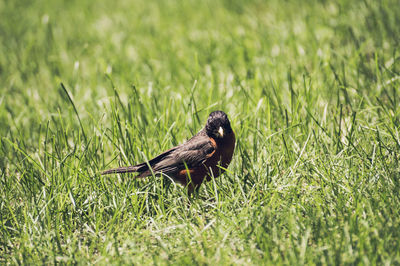 Close-up of bird on grass