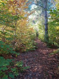 Trees growing in forest during autumn