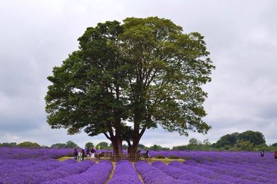 Lavenders growing on field by trees against cloudy sky