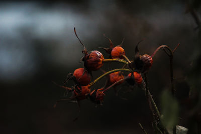 Close-up of flower plant